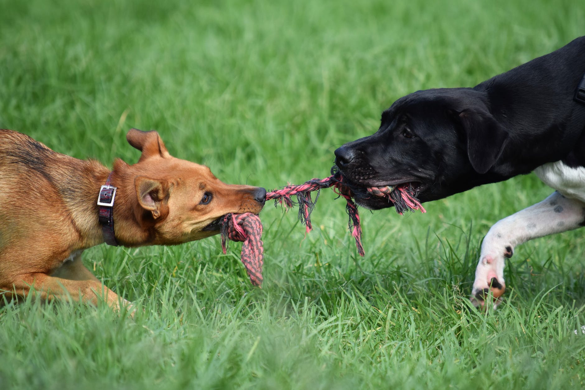 two dogs wrestling over play rope