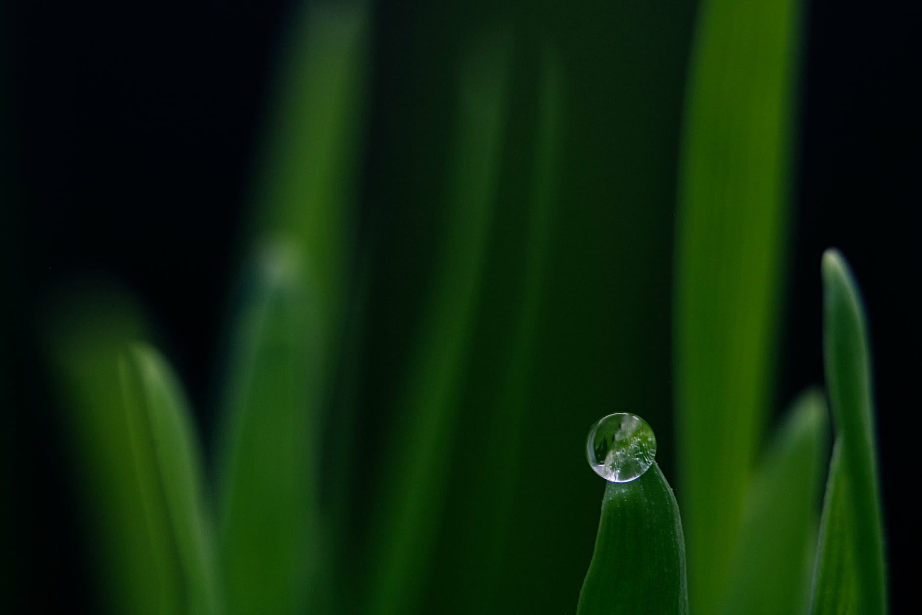 water drop on green leaf