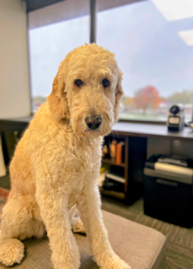 poppy the dog